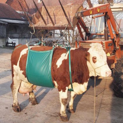 Telaio di sollevamento bovini