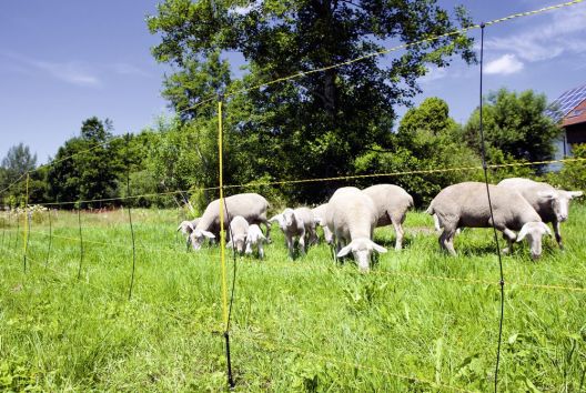 EasyNet Per Recinzione Pecore Con Altezza Da Terra